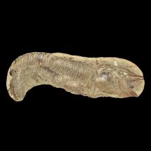 Fossile dAspidorhynchus